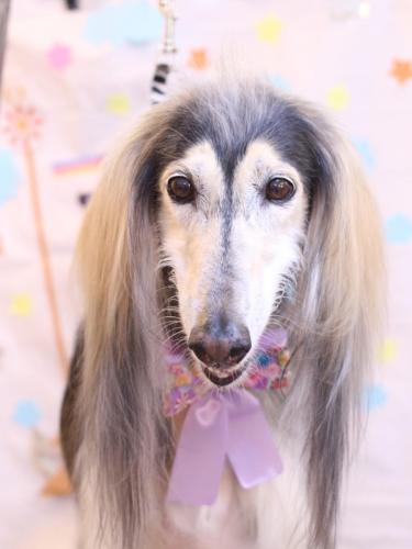 20240526シリウスくん